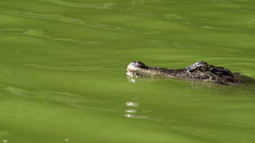 Krokodil im Wasser | Rechte: SWR Krokodil im Wasser