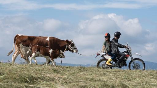 Paulina und Pawel vonTiere bis unters Dach; auf einem Motorrad und mit der Kuh Felicia und ihrem Kalb Prinzi