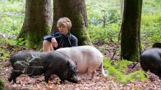 Tim sitzt mit drei Schweinen im Wald | Rechte: SWR Tim sitzt mit drei Schweinen im Wald