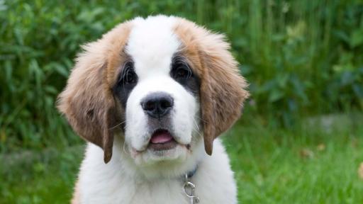 Hundewelpe | Rechte: SWR Hundewelpe