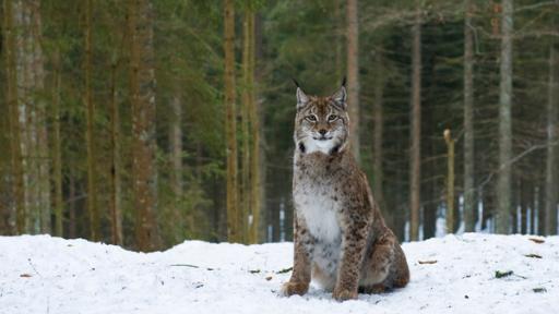 Luchs im Schnee | Rechte: SWR Luchs im Schnee