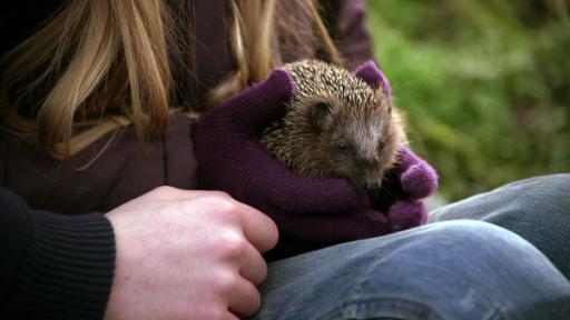 ein Igel auf dem Schoß eines Mädchens