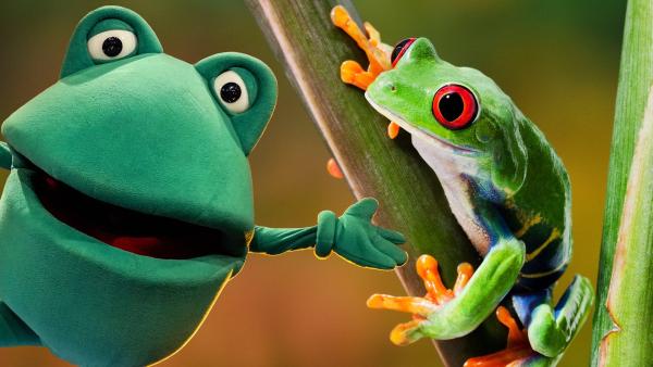 Links Günter Kastenfrosch und rechts ein grüner Frosch auf einem Pflanzenstängel.