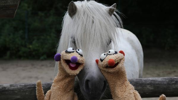Jan und Henry machen sich darüber Gedanken, warum ihre Nasen unterschiedliche Farben haben. Überhaupt gibt es so viele verschiedene Personen, die alle ganz anders sind, zum Beispiel im Zoo: Da gibt es Tiere mit langen Hälsen, mit Punkten, großen Augen oder dickem Fell.