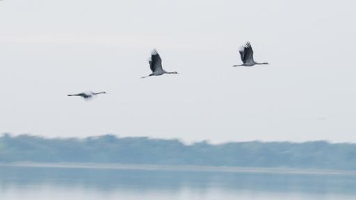 Der König des Waldes (05) | Die Kraniche fliegen bei der Kranichrast in den Süden.