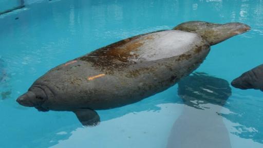 Seekühe werden bis zu vier Meter lang und über 1.000 Kilogramm schwer. Trotz ihrer furchteinflößenden Größe sind sie friedliche Tiere.