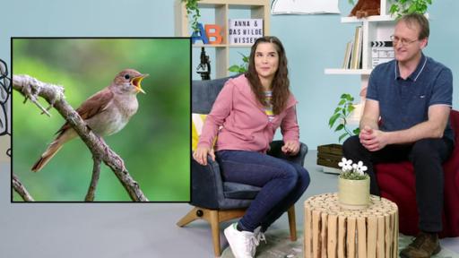 V wie Vogelgesang | Anna hat Helmut zu Gast. Er ist Europameister im Vogelzwitschern. Sie hören sich Vogelstimmen an. [Helmut Wolfertstetter]