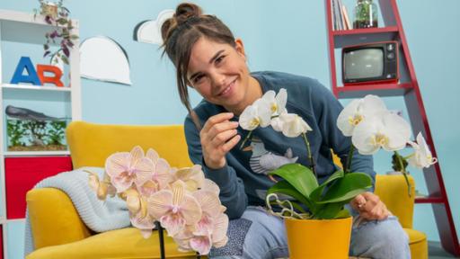 B wie Bestäubung | Rechte: BR | Text und Bild Medienproduktion GmbH & Co. KG | Katharina Brackmann B wie Bestäubung | Anna bestäubt mit einem Zahnstocher eine Orchidee – eine Aufgabe, die sonst Tiere übernehmen.