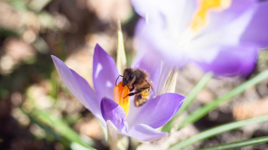 H wie Honigbiene | Eine Biene sitzt auf einer Krokus-Blüte. | Bild: dpa-Bildfunk | Nicolas Armer
