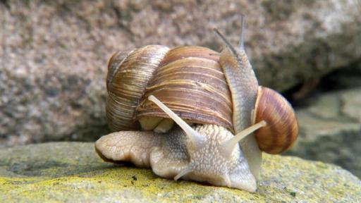 Pia und das wilde Wissen | Rechte: BR/Text und Bild Medienproduktion GmbH & Co. KG/Christiane Streckfuß W wie Weinbergschnecke | Weinbergschnecken sind die größten Gehäuseschnecken in Deutschland.