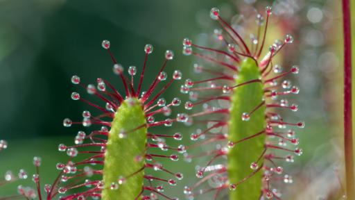 Pia und das wilde Wissen | Rechte: BR | Text und Bild Medienproduktion GmbH & Co. KG S wie Sonnentau | Der Mittlere Sonnentau lockt Insekten mit glitzernden Tröpfchen an, an denen sie kleben bleiben.