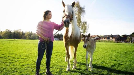 Haflinger | Haflinger erkennt man an ihrem typischen Aussehen. Ihr Fell ist hellbraun und die Mähne und der Schweif sind weißblond.

