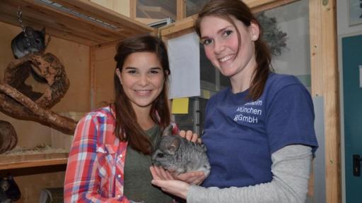 Chinchilla | Chinchillas haben ein unglaublich weiches Fell und es ist herrliche sie zu streicheln. Doch richtige Schmusetiere sind sie nicht. 