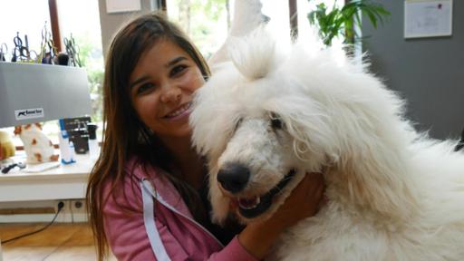 Ein Tag beim Hundefriseur | Ein Pudel muss regelmäßig zum Fell schneiden beim Hundefriseur. Sonst wird das Fell sehr lang und verfilzt.
