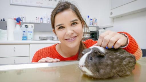 Ein Tag in der Tierarztpraxis / Meerschweinchen Gandalf hat einen verstimmten Magen.