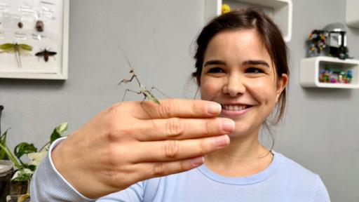 Gottesanbeterin | Für eine Verpaarung darf Anna eine Gottesanbeterin aus ihrem Terrarium holen. Der männliche Gottesanbeter ist super leicht und sehr filigran.