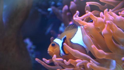 Meeresfische | Der Anemonenfisch ist unter Aquaristen einer der beliebtesten Bewohner eines Meerwasseraquariums.
