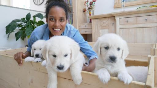Pia und die Haustiere | Rechte: BR | Text und Bild Medienproduktion GmbH & Co. KG Golden Retriever | Die Golden Retriever-Welpen sind weich und niedlich – und mit nur acht Wochen ganz gelehrig. Für ein Foto mit Pia kommen sie auf Kommando zum Rand ihrer Welpenbox.