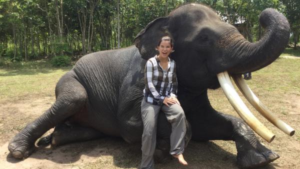 Der Asiatische Elefant ist der kleine Cousin des Afrikanischen Elefanten.