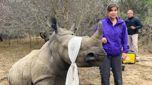 Anna und die wilden Tiere | Rechte: BR | Text und Bild Medienproduktion GmbH & Co. KG | Ben Wolter Operation Nashorn | Anna begleitet eine Nashorn-Schutzpatrouille bei der Enthornung eines jungen Bullen. Zur Beruhigung bekommt das Tier die Augen verbunden und einen Ohrenschutz.