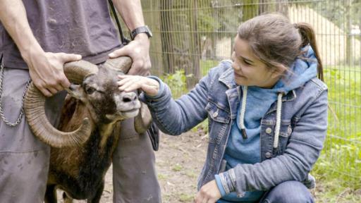 Es muffelt nach Mufflon | Im Wildpark "Schwarze Berge" kann Anna einem Mufflon ganz nahekommen.