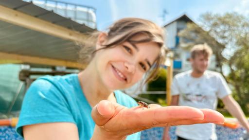 Anna und die wilden Tiere | Rechte: BR | Text und Bild Medienproduktion GmbH & Co. KG | Katharina Brackmann Hundert kleine Moorfrösche | Nach acht Wochen haben sich bereits die ersten kleinen Moorfrösche entwickelt (Anna und im Hintergrund Moritz Ott).