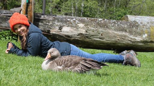 Anna und die wilden Tiere | Rechte: br / text und bild Die Graugans und ihre Gössel
