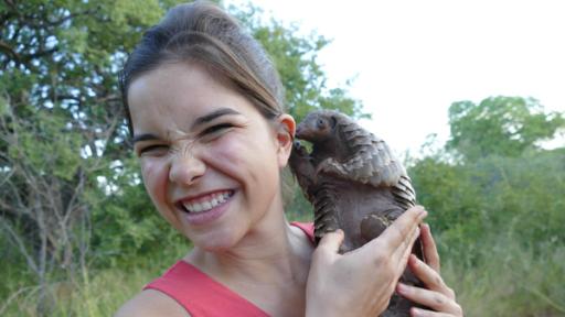 Anna und die wilden Tiere | Rechte: BR | Text und Bild Medienproduktion GmbH & Co. KG Das Tannenzapfentier | Das Pangolin hat eine feine Spürnase. Vielleicht haben sich in Annas Ohr ja ein paar Ameisen versteckt, ihre Hauptnahrung der Tannenzapfentiere.