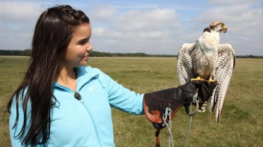 Der Falkner und seine Greifvögel / Der Falknerhandschuh ist ein Muss: Greifvögel haben sehr scharfe Krallen.