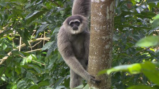 Anna und die wilden Tiere | Rechte: BR | Text und Bild Medienproduktion GmbH & Co. KG Der Gesang der Gibbons | Gibbons sind sogenannte Kleine Menschenaffen. Es gibt sechzehn verschiedenen Arten von ihnen. Der Silbergibbon ist eine davon.