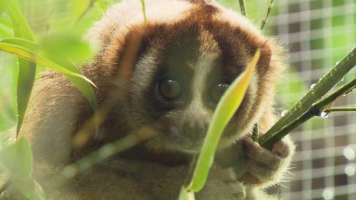 Anna und die wilden Tiere | Rechte: BR / Text und Bild Die Feueraugen der Plumploris / Plumploris sind kleine Nachtaffen und verdammt niedlich. Aber Achtung: die katzengroßen Primaten mit den großen Augen sind giftig.