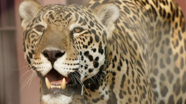 Die Raubkatzen von Brasilien / Anna macht sich in Brasilien auf die Suche nach dem „König des Dschungels“. Der Jaguar ist die größte Raubkatze in Süd- und Mittelamerika.<br/>