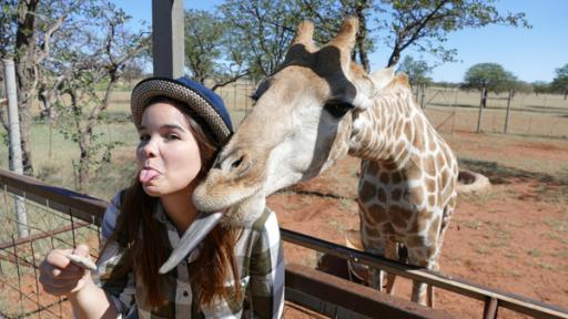 Anna und die wilden Tiere | Rechte: BR | Text und Bild Medienproduktion GmbH & Co. KG Die Zunge der Giraffe | Der vordere Teil der langen Giraffenzunge ist dunkel gefärbt. Dadurch bekommt das Tier beim täglichen Blätterrupfen keinen Sonnenband.