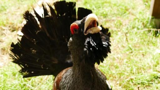 Ein Flugzeug voller Auerhühner / Der Auerhahn ist mit einem Meter Höhe der größte Hühnervogel Europas. Die roten Streifen an den Augen heißen Rosen.
