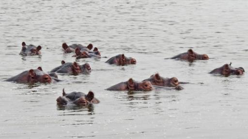 Anna und die wilden Tiere | Rechte: BR | Text und Bild Medienproduktion GmbH & Co. KG Ein Fluss voller Flusspferde | Nilpferdgruppen bestehen aus einem älteren Bullen und mehreren Weibchen mit ihren Jungtieren. Jüngere Männchen halten sich abseits.