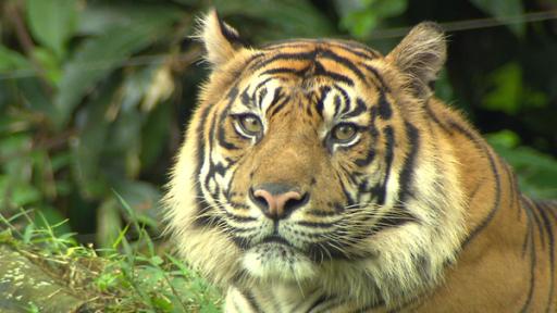 Anna und die wilden Tiere | Rechte: BR | Text und Bild Medienproduktion GmbH & Co. KG Im Revier der Tiger | Typisch für den Sumatra-Tiger ist der ausgeprägte Backenbart.