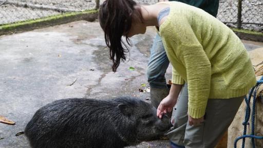 Anna und die wilden Tiere | Rechte: BR | Text und Bild Medienproduktion GmbH & Co. KG Pekaris sind auch nur Schweine | Anna und Halsbandpekari Gino. Die Auffangstation amaZOOnico ist nur eine Zwischenstation zur Freiheit.