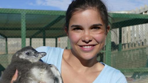 Anna und die wilden Tiere | Rechte: BR | Text und Bild Medienproduktion GmbH & Co. KG Praktikum bei den Pinguinen | Anna kümmert sich um ein Küken. Der kleine Rudi wurde von seinen Eltern verlassen, die ihn nicht durchfüttern konnten.