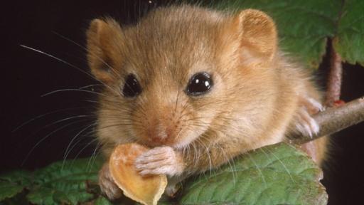 Tiere im Winter: die Haselmaus | Rechte: dpa Die zarte Haselmaus kommt gut über den Winter: Sie hält Winterschlaf.