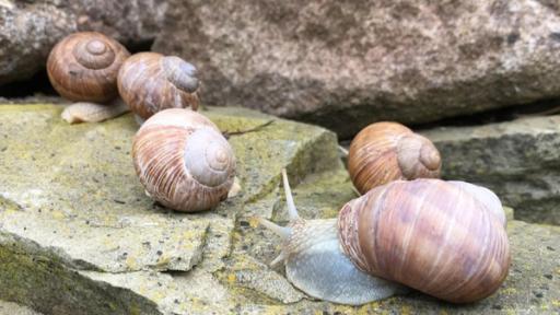 Schneckenkönig gesucht! | Das Schneckengehäuse besteht aus Kalk. Schnecken werden bereits mit Haus geboren und bauen es dann im Laufe der Jahre aus. Dabei entstehen die Streifen.
