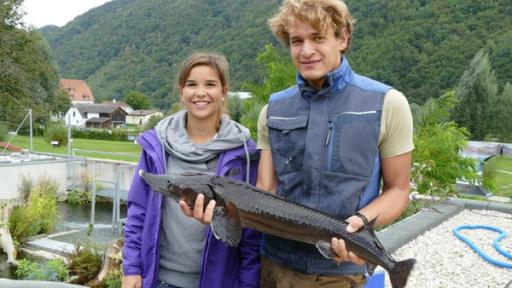 Anna und die wilden Tiere | Rechte: BR | Text und Bild Medienproduktion GmbH & Co. KG Störfall an der Donau | Max zeigt Anna welche Sterlete bereits registriert sind und darauf warten, wieder in die Donau ausgesetzt zu werden.
