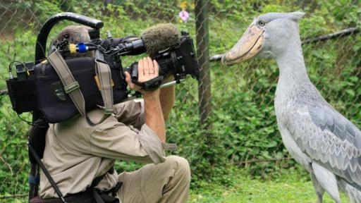 Anna und die wilden Tiere | Rechte: BR / Text und Bild Medienproduktion GmbH & Co.KG Sushi der Schuhschnabel / Sushi, der zahme Schuhschnabel, ist alles andere als Kamerascheu.
