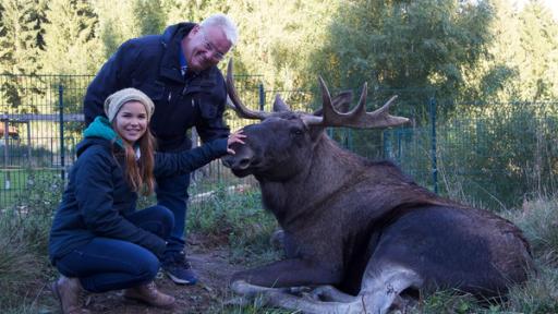 Anna und die wilden Tiere | Rechte: BR | Text und Bild Medienproduktion GmbH & Co. KG Vom Elch geknutscht | So nah kommt man selten einem Elch. Anna hat Glück, dass Norbert von Jörg mit der Flasche aufgezogen worden ist und sehr zahm ist.