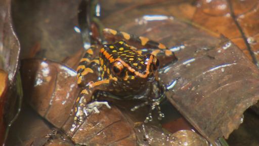 Anna und die wilden Tiere | Rechte: BR | Text und Bild Medienproduktion GmbH & Co. KG Welcher Frosch quakt nachts im Dschungel? | Der Hylarana picturata ist ein besonders bunter Frosch. Die grellen Warnfarben sind eine Botschaft an seine Fressfeinde: Achtung, ich bin giftig.
