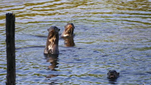 Anna und die wilden Tiere | Rechte: BR | TEXT + BILD Medienproduktion GmbH & Co. KG | Ben Wolter Wo steckt der Riesenotter? | Der Riesenotter ist der Gigant unter den Ottern. Sie werden bis zu 2 Meter lang. Sie leben in Rudeln und werden deshalb auch "Flusswolf" genannt.
