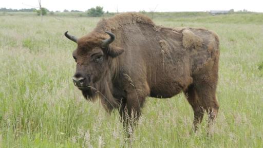 Anna und die wilden Tiere | Rechte: BR/Text und Bild Medienproduktion GmbH & Co.KG Wo weidet der Wisent? / Wisent auf der Weide