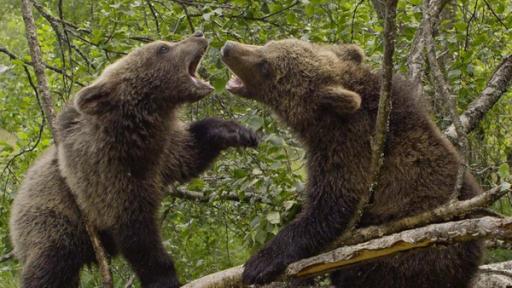 Paula und die wilden Tiere | Rechte: BR | Text und Bild Medienproduktion GmbH & Co. KG Bärengeschwister - Bärenärger | Mit kleinen Rangeleien und Bessereien wird für ein Leben in der Natur geübt.