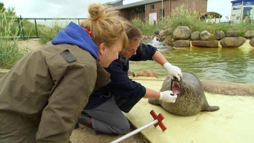 Paula und die wilden Tiere | Rechte: BR | Text und Bild Medienproduktion GmbH & Co. KG Eine Sandbank voller Robben | In der Seehundstation Friedrichskoog werden alle Tiere genau untersucht