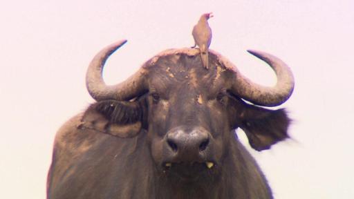 Paula und die wilden Tiere | Rechte: BR | Text und Bild Medienproduktion GmbH & Co. KG Achtung, Büffel! | Der Madenhacker lässt sich vom Büffel transportieren, dafür sucht er sein Fell nach Parasiten ab und entfernt sie.