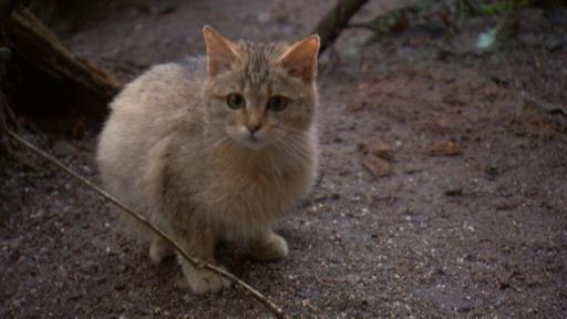 Paula und die wilden Tiere | Rechte: BR | Text und Bild Medienproduktion GmbH & Co. KG Wo ist die Wildkatze? | Kleine Wildkatze